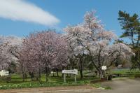 sakura